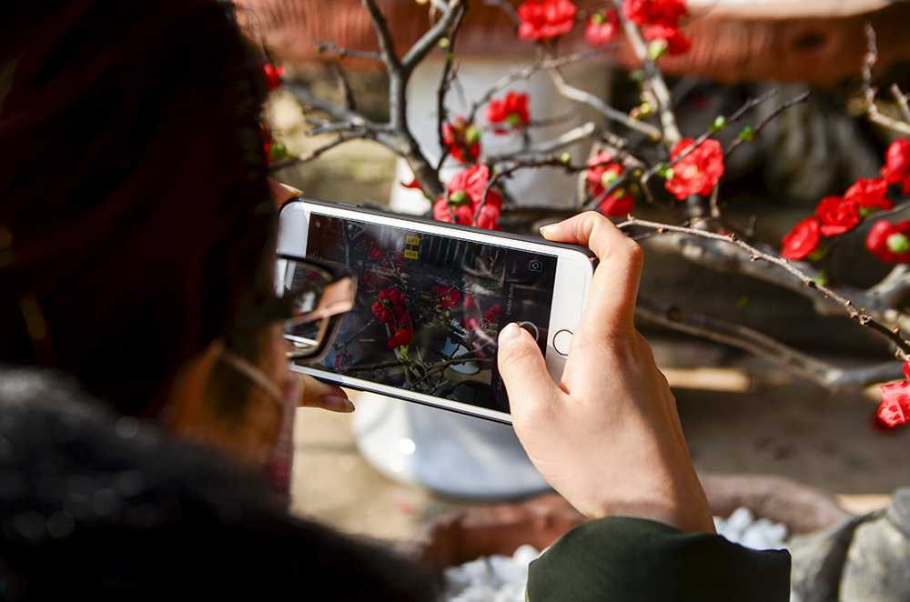 Mai đỏ Trung Quốc: Tiền triệu một cây chơi Tết ở Thủ đô ảnh 9