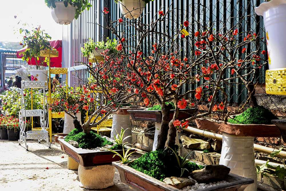 Mai đỏ Trung Quốc: Tiền triệu một cây chơi Tết ở Thủ đô ảnh 4