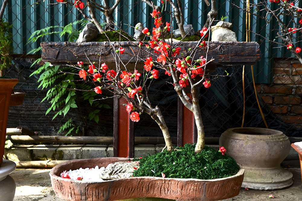 Mai đỏ Trung Quốc: Tiền triệu một cây chơi Tết ở Thủ đô ảnh 5