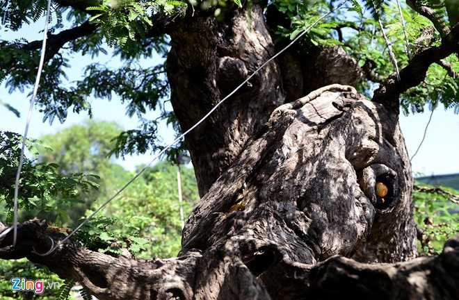 Cay me dang thac do may bay gia 3,5 ty dong o Sai Gon hinh anh 6