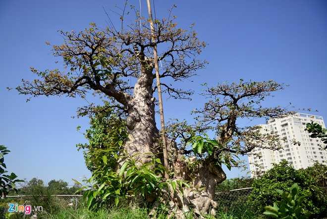 Cay me dang thac do may bay gia 3,5 ty dong o Sai Gon hinh anh 9