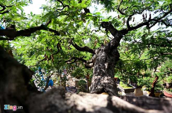 Cay me dang thac do may bay gia 3,5 ty dong o Sai Gon hinh anh 8