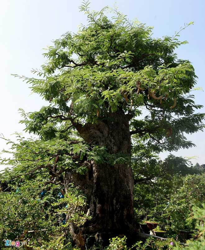 Cay me dang thac do may bay gia 3,5 ty dong o Sai Gon hinh anh 4