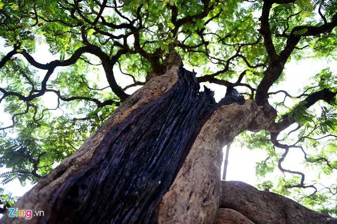 Cay me dang thac do may bay gia 3,5 ty dong o Sai Gon hinh anh 5