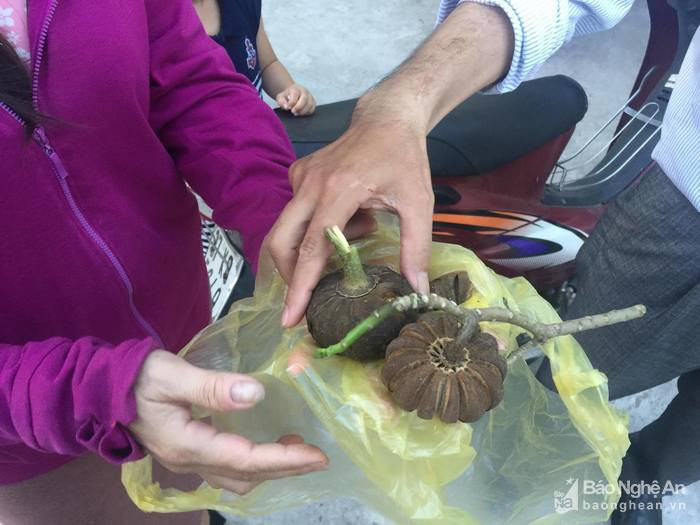 Hinh anh Cua Lo: Hon 50 hoc sinh tieu hoc bi ngo doc vi an qua ngo dong