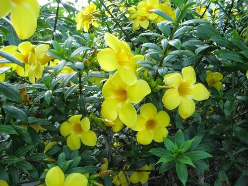 bo-y-te-de-nghi-cac-truong-chat-bo-ngay-cac-cay-va-hoa-chua-chat-doc-4