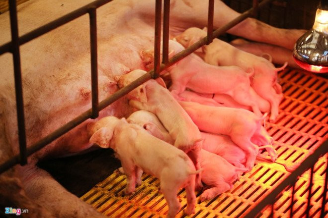 Nguoi Ha Noi van mua thit heo gia 100.000 dong moi kg hinh anh 1