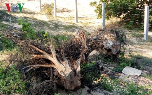 Pha rung lam du lich o Phu Yen, phá rừng ở phú yên, phá rừng phòng hộ ở phú yên, phá rừng làm du lịch , phú yên, tin phú yên, tin tức mới nhất, tin phú yên mới nhất, phá rừng, tin tức trong ngày, an ninh, rừng phòng hộ, thành phố tuy hòa, tin việt nam, tin tức, tin tức 24h - 3