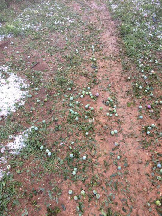 Mưa đá suốt 3 tiếng ở Sơn La khiến mận rụng, thiệt hại nặng nề - Ảnh 2.