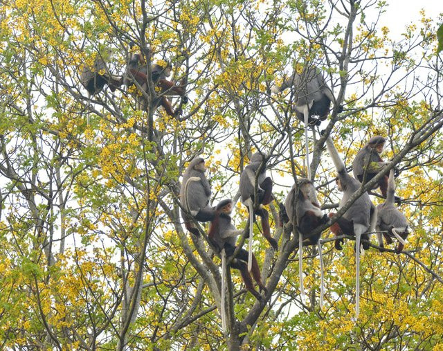 Loài Voọc sống trên Bán đảo Sơn Trà