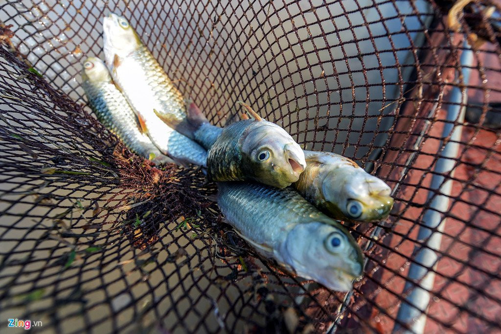 Thuy dien Hoa Binh xa lu, hang chuc tan ca tam chet sat ngay thu hoach hinh anh 11