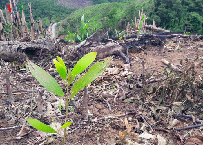 can canh: giao cho dan quan ly, hang chuc ha rung bi 