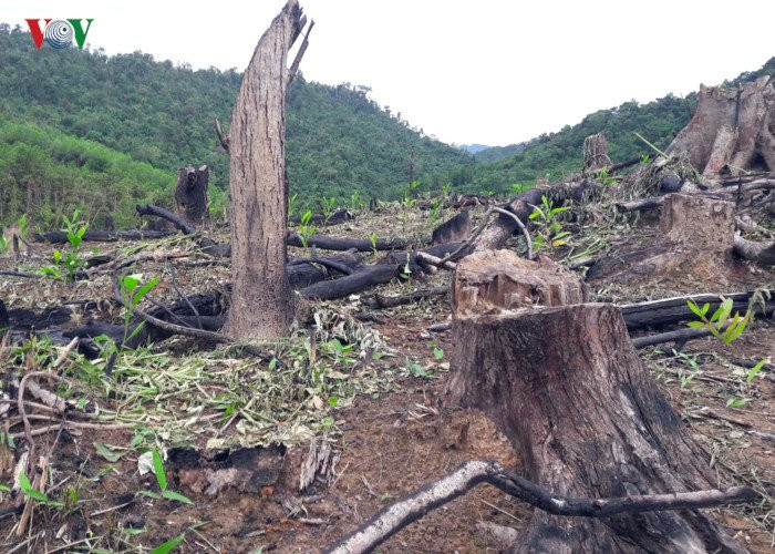 can canh: giao cho dan quan ly, hang chuc ha rung bi 