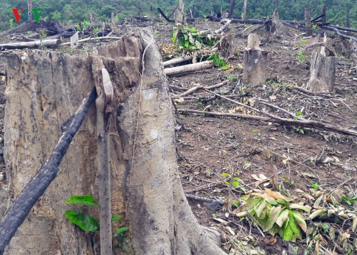 can canh: giao cho dan quan ly, hang chuc ha rung bi 