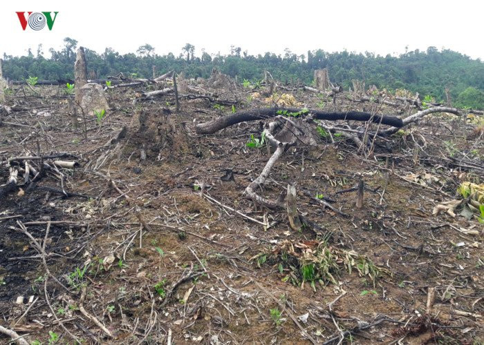 can canh: giao cho dan quan ly, hang chuc ha rung bi 