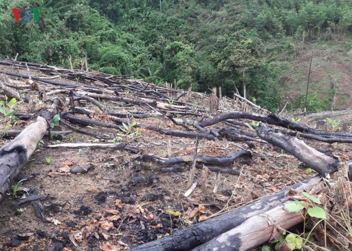 can canh: giao cho dan quan ly, hang chuc ha rung bi 