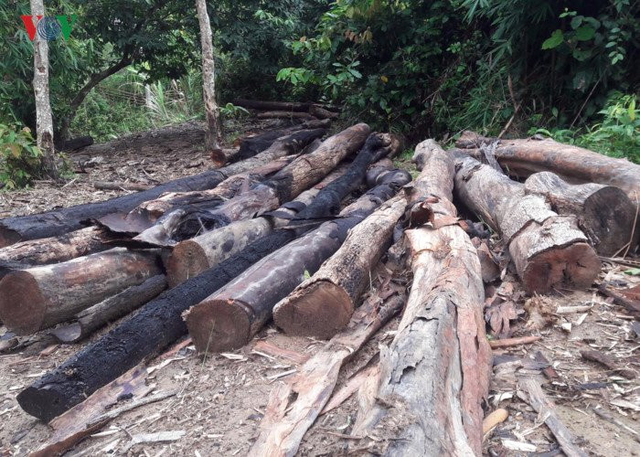 can canh: giao cho dan quan ly, hang chuc ha rung bi 