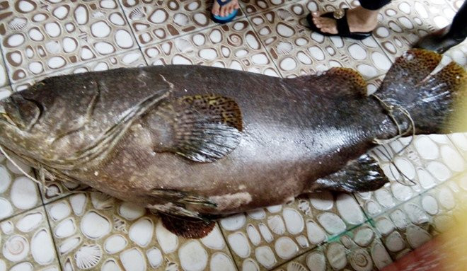 Bat duoc ca bong mu nang 55 kg o Phu Quoc hinh anh 1