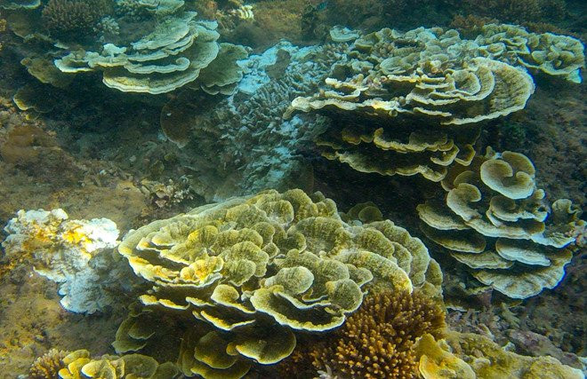 De xuat co che dac thu cho cong vien dia chat Ly Son - Binh Chau hinh anh 2