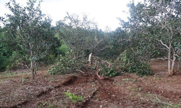 xả súng ở Đắk Nông,tranh chấp đất,Đặng Văn Hiến,Công ty Long Sơn,Đắk Nông