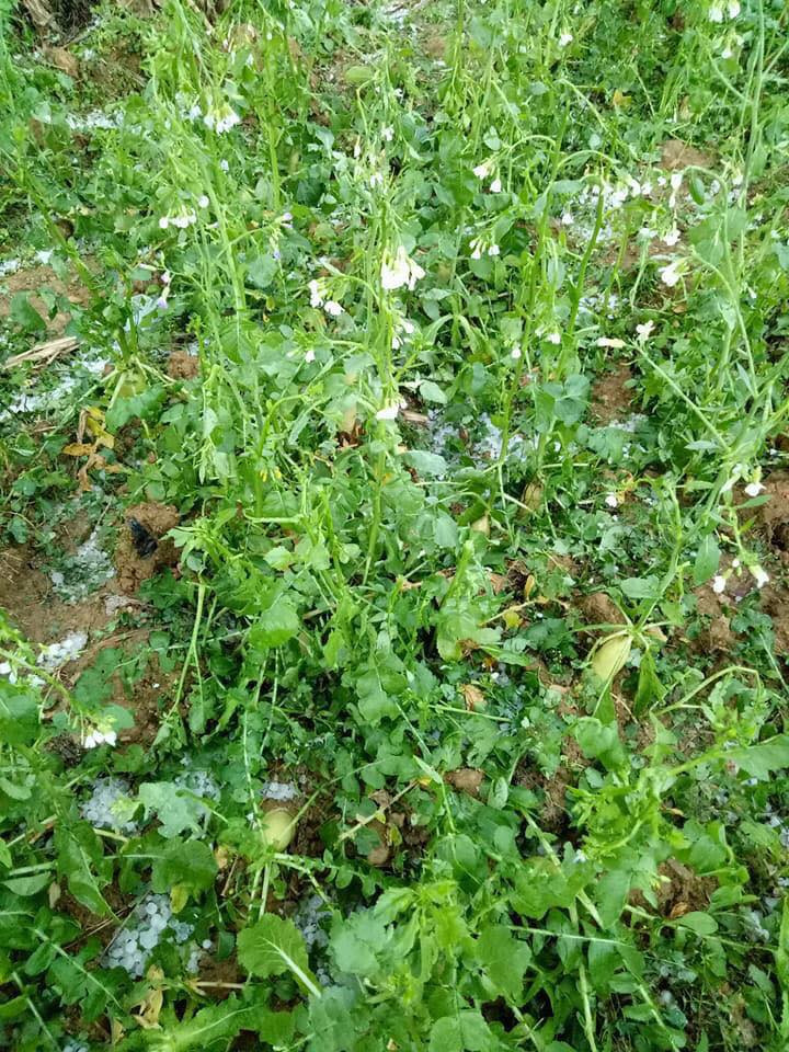 28575578_1781582635478770_3407004705212082840_n 9