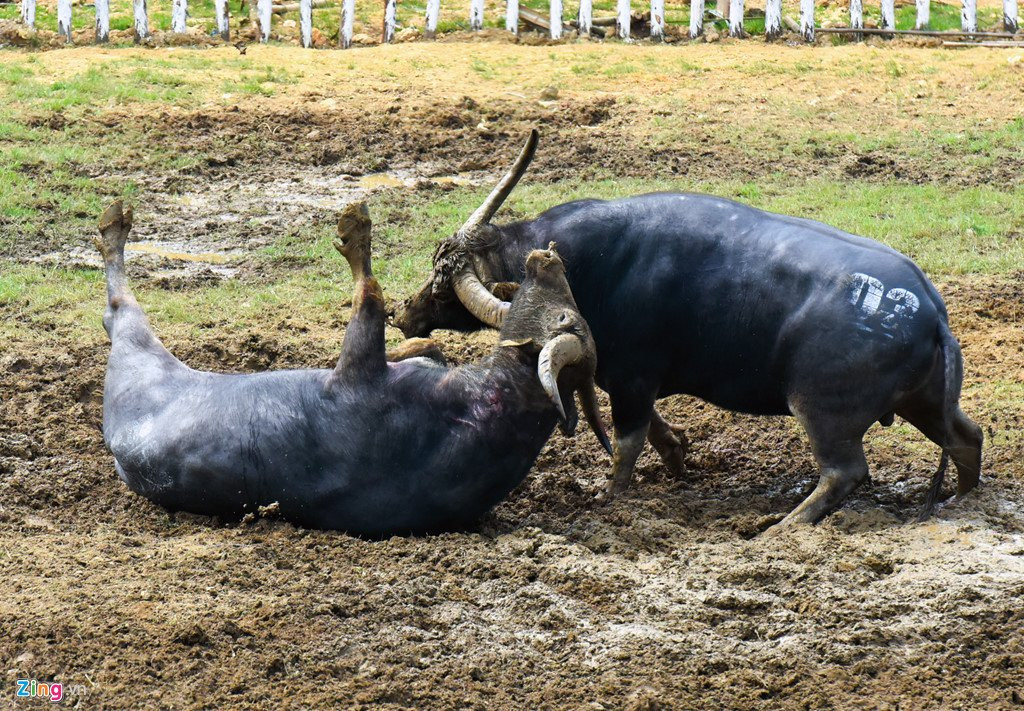 Mo cua mien phi, hoi choi trau Hai Luu 'vo tran' hinh anh 10