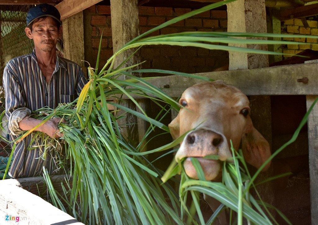 Cuoc doi song gio cua cau be song sot sau vu tham sat My Lai hinh anh 4