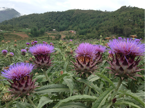 Check in với cánh đồng hoa Actiso