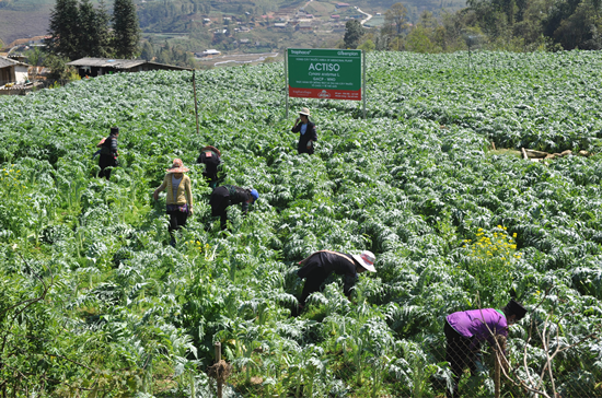 Tại các xã Tả Phìn, Sa Pả, cây Actiso mới được trồng trọt, thu hái, sản xuất theo quy trình GACP-WHO