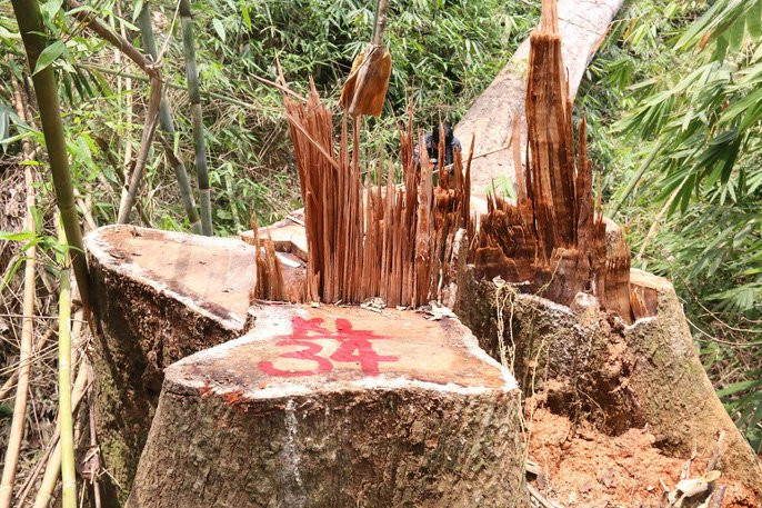 Cận cảnh rừng lim cổ thụ hàng trăm năm tuổi bị xẻ thịt kinh hoàng - Ảnh 10.