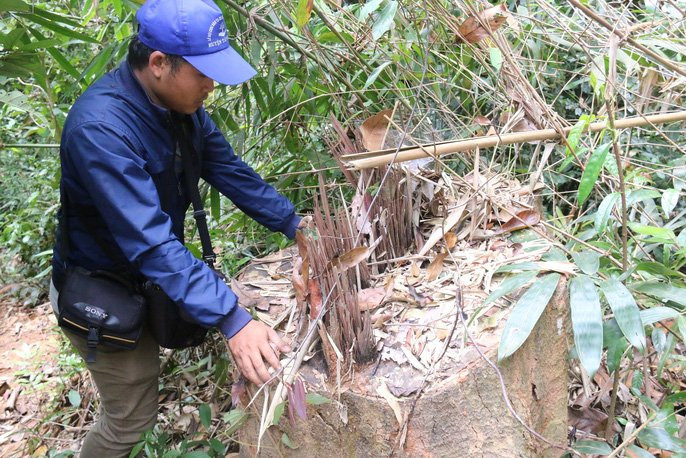Cận cảnh rừng lim cổ thụ hàng trăm năm tuổi bị xẻ thịt kinh hoàng - Ảnh 16.