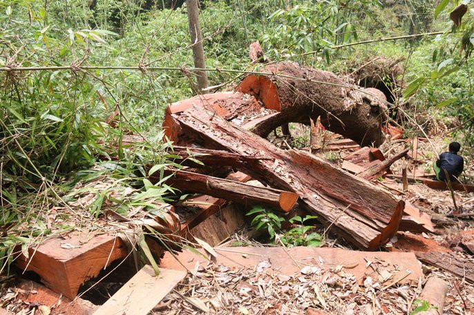Cận cảnh rừng lim cổ thụ hàng trăm năm tuổi bị xẻ thịt kinh hoàng - Ảnh 7.