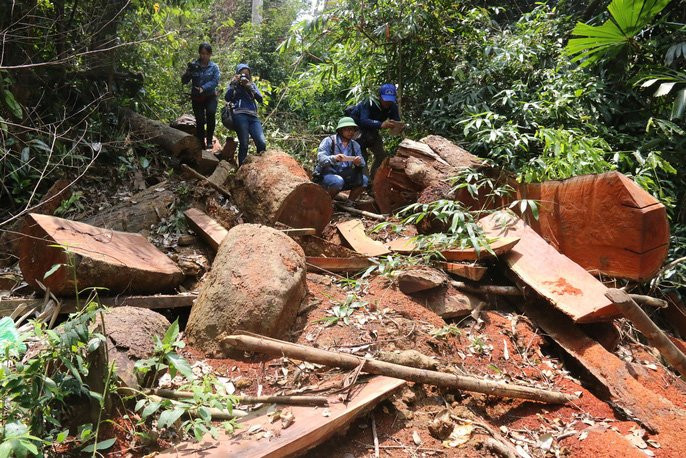 Cận cảnh rừng lim cổ thụ hàng trăm năm tuổi bị xẻ thịt kinh hoàng - Ảnh 5.