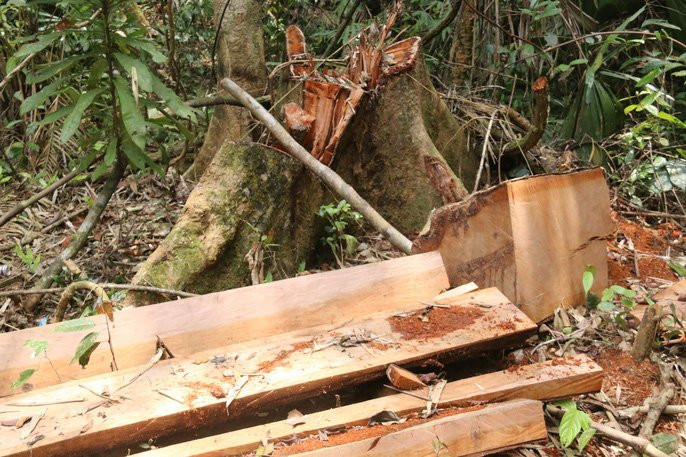 Cận cảnh rừng lim cổ thụ hàng trăm năm tuổi bị xẻ thịt kinh hoàng - Ảnh 4.