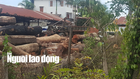 Trùm gỗ lậu Phượng râu: Từ người làm thuê thành đại gia khét tiếng - Ảnh 1.