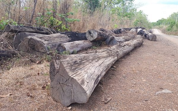 Gỗ lậu,Phượng râu,VQG Yok Đôn,Cục Kiểm lâm,Bộ Công an,Đắk Lắk,Đắk Nông