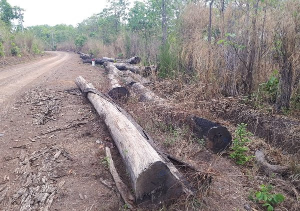 Gỗ lậu,Phượng râu,VQG Yok Đôn,Cục Kiểm lâm,Bộ Công an,Đắk Lắk,Đắk Nông