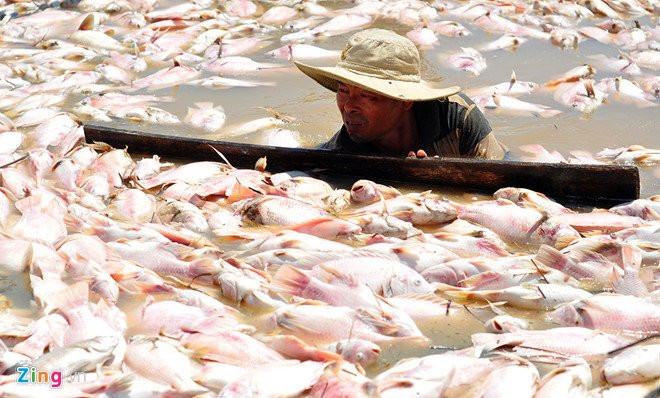 Nuoc khu vuc 1.500 tan ca chet o Dong Nai co khi doc vuot muc hinh anh 1