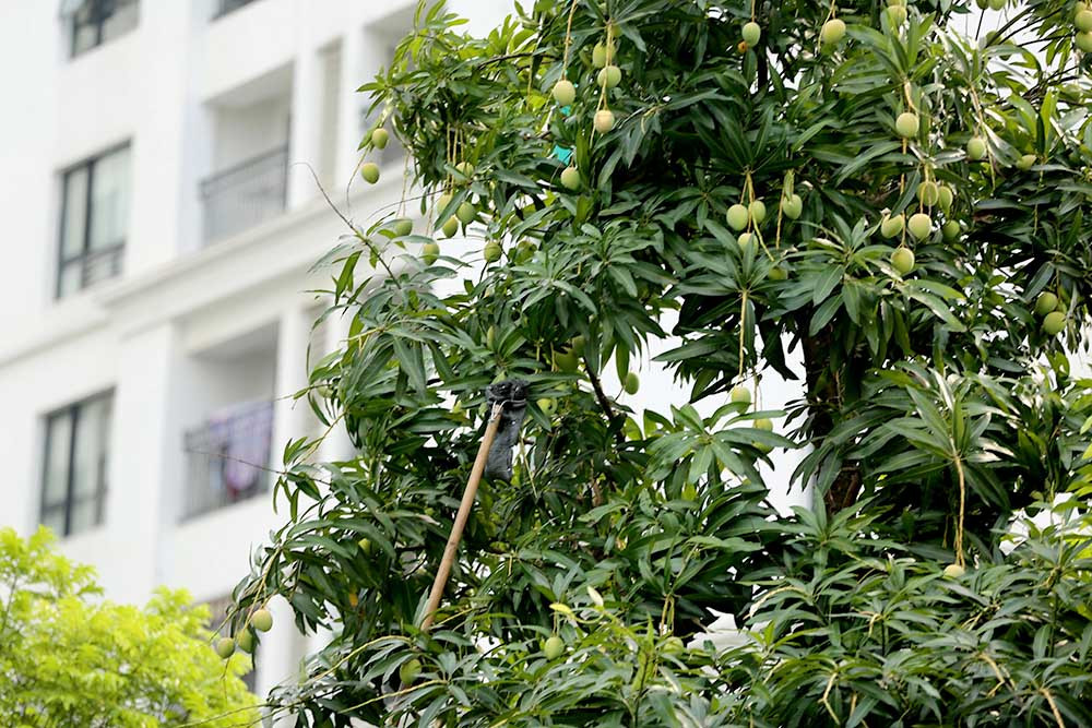 hoa quả Việt,đặc sản Việt,xoài,Hà Nội