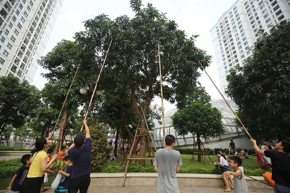 hoa quả Việt,đặc sản Việt,xoài,Hà Nội