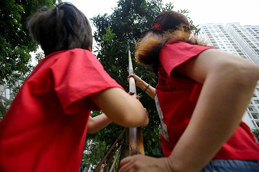 hoa quả Việt,đặc sản Việt,xoài,Hà Nội