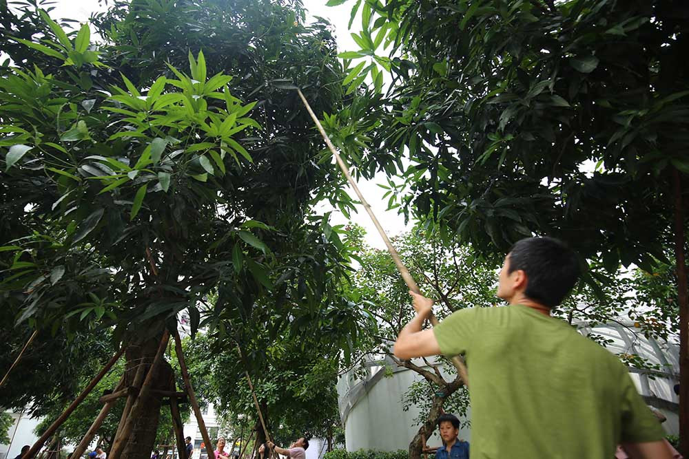 hoa quả Việt,đặc sản Việt,xoài,Hà Nội