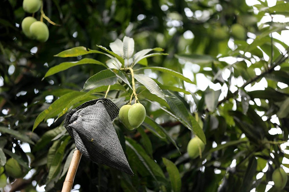 hoa quả Việt,đặc sản Việt,xoài,Hà Nội