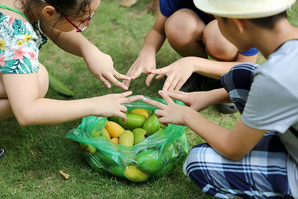 hoa quả Việt,đặc sản Việt,xoài,Hà Nội