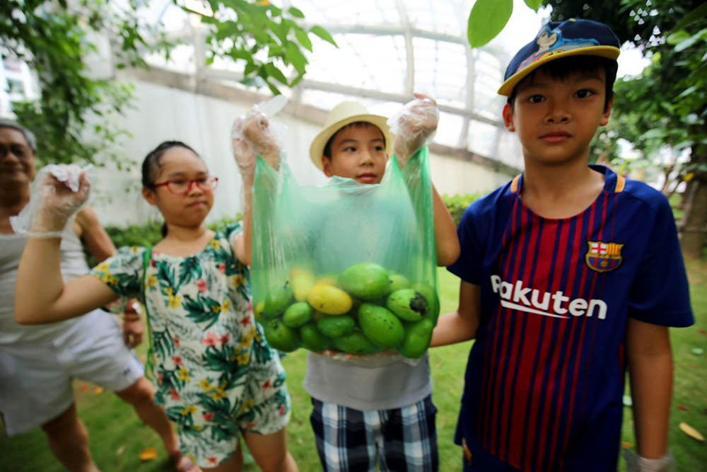 hoa quả Việt,đặc sản Việt,xoài,Hà Nội