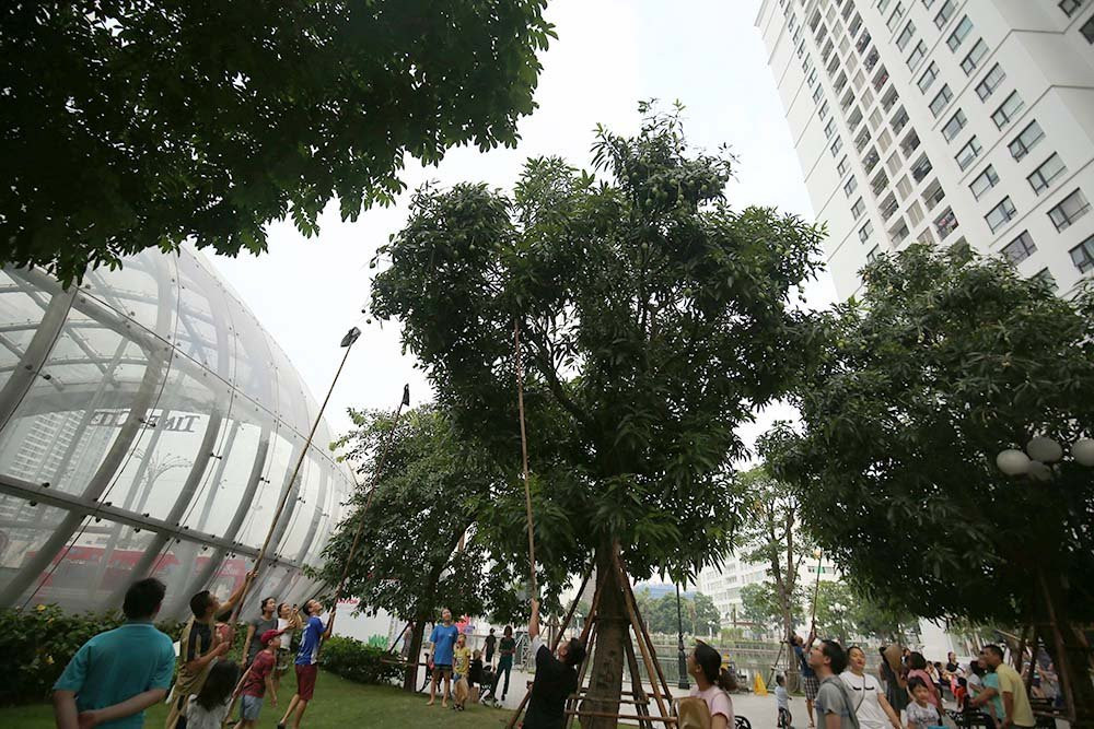 hoa quả Việt,đặc sản Việt,xoài,Hà Nội