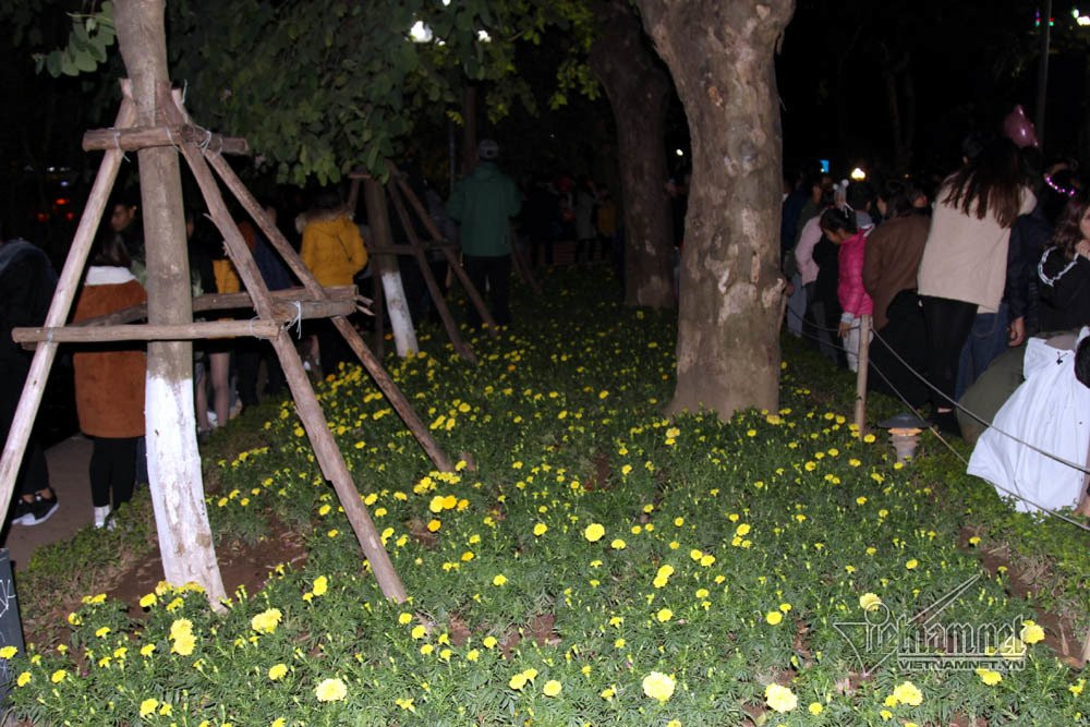 Sửng sốt vườn hoa hồ Gươm sáng nay bị san trụi sau giao thừa