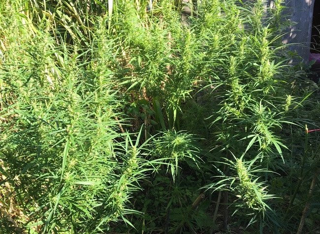 b50c5159a2b049f8b95cc592b7f32b00