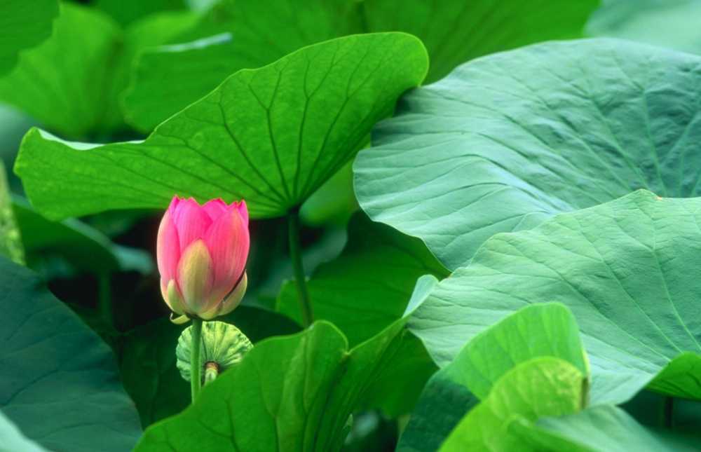 cach-su-dung-la-sen-giam-beo-dung-cach