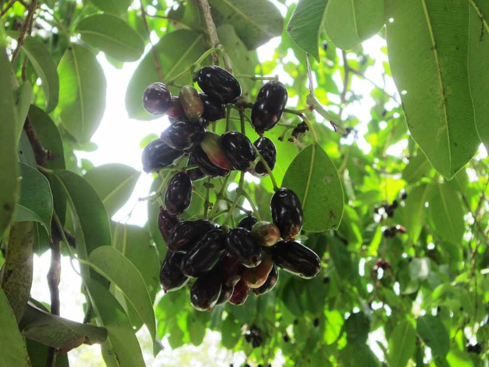 Trái trâm: Loại trái cây 